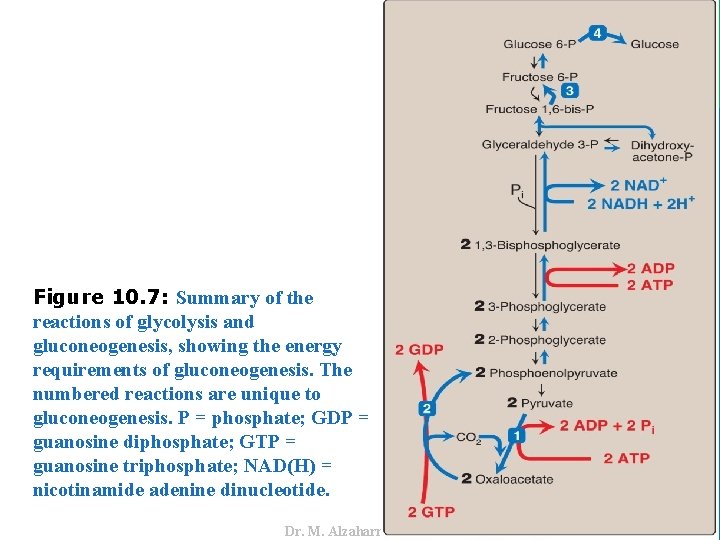 Dr. M. Alzaharna 2016 Figure 10. 7: Summary of the reactions of glycolysis and