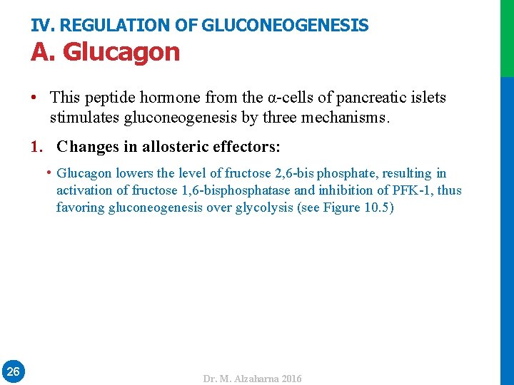 IV. REGULATION OF GLUCONEOGENESIS A. Glucagon • This peptide hormone from the α-cells of