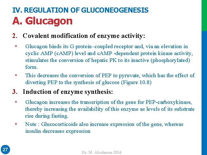 IV. REGULATION OF GLUCONEOGENESIS A. Glucagon 2. Covalent modification of enzyme activity: • •