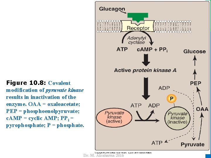 Dr. M. Alzaharna 2016 Figure 10. 8: Covalent modification of pyruvate kinase results in