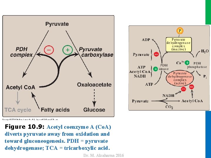 Dr. M. Alzaharna 2016 Figure 10. 9: Acetyl coenzyme A (Co. A) diverts pyruvate