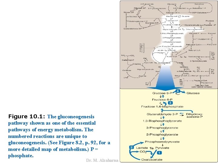 Dr. M. Alzaharna 2016 Figure 10. 1: The gluconeogenesis pathway shown as one of