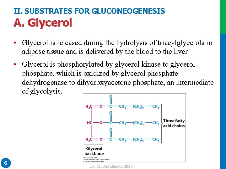 II. SUBSTRATES FOR GLUCONEOGENESIS A. Glycerol • Glycerol is released during the hydrolysis of