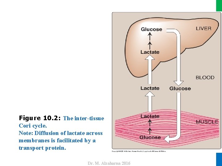 Dr. M. Alzaharna 2016 Figure 10. 2: The inter-tissue Cori cycle. Note: Diffusion of