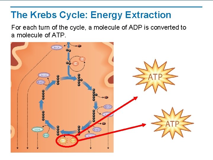 The Krebs Cycle: Energy Extraction For each turn of the cycle, a molecule of