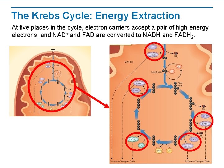 The Krebs Cycle: Energy Extraction At five places in the cycle, electron carriers accept