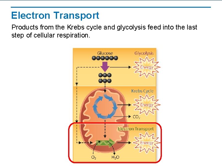 Electron Transport Products from the Krebs cycle and glycolysis feed into the last step