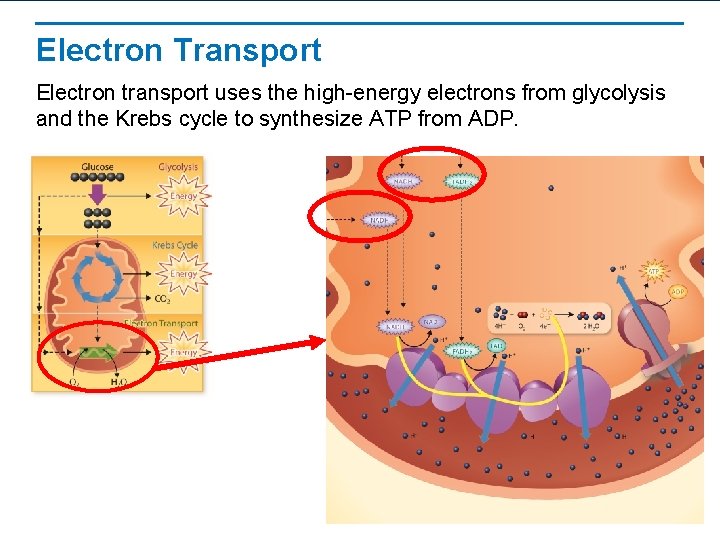 Electron Transport Electron transport uses the high-energy electrons from glycolysis and the Krebs cycle
