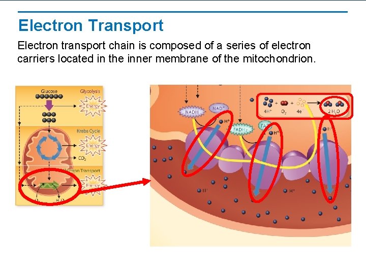 Electron Transport Electron transport chain is composed of a series of electron carriers located