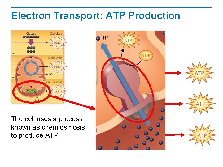 Electron Transport: ATP Production The cell uses a process known as chemiosmosis to produce