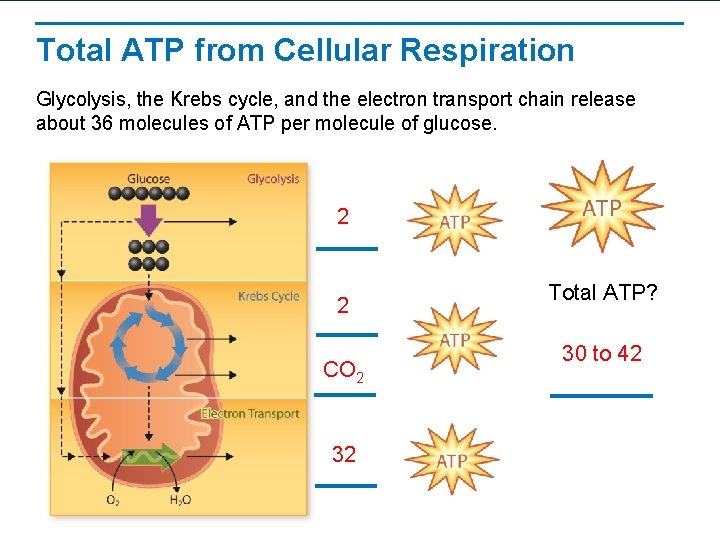 Total ATP from Cellular Respiration Glycolysis, the Krebs cycle, and the electron transport chain