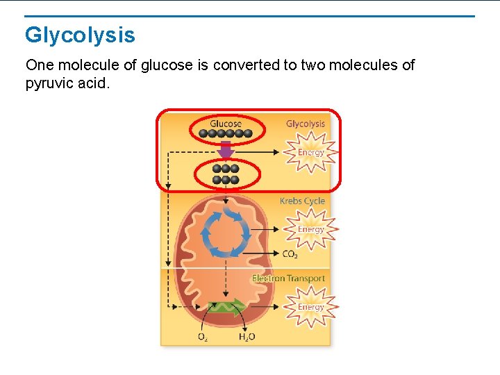Glycolysis One molecule of glucose is converted to two molecules of pyruvic acid. 