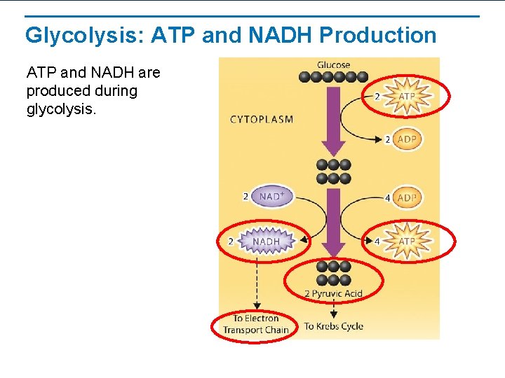 What Is The Purpose Of The Nadh Made During Glycolysis The Process of Cellular Respiration Learning Objectives Describe