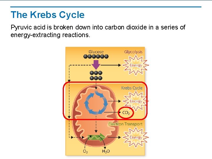 The Krebs Cycle Pyruvic acid is broken down into carbon dioxide in a series