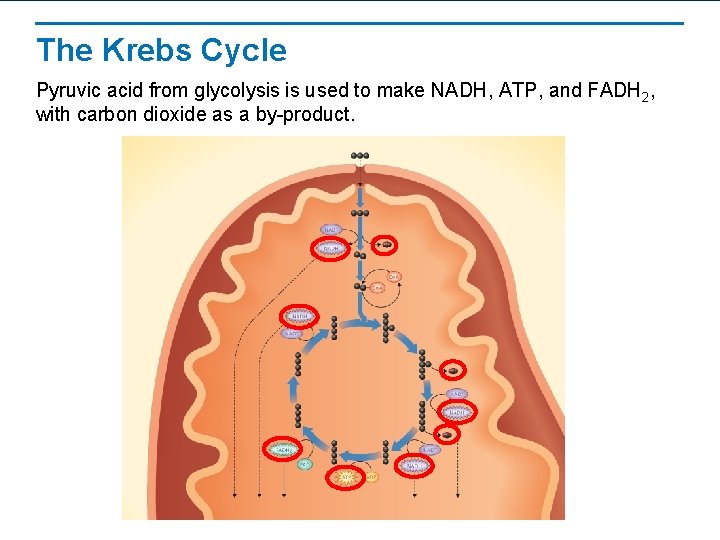 The Krebs Cycle Pyruvic acid from glycolysis is used to make NADH, ATP, and