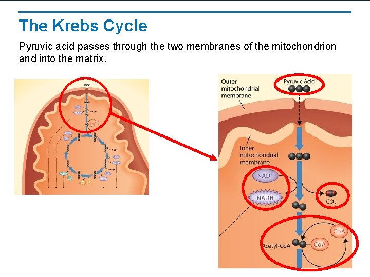 The Krebs Cycle Pyruvic acid passes through the two membranes of the mitochondrion and