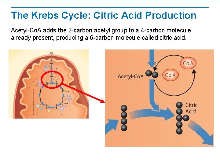 The Krebs Cycle: Citric Acid Production Acetyl-Co. A adds the 2 -carbon acetyl group