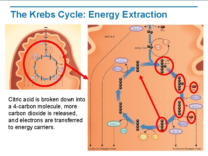 The Krebs Cycle: Energy Extraction Citric acid is broken down into a 4 -carbon
