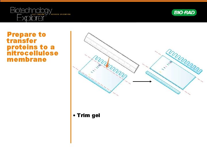 Prepare to transfer proteins to a nitrocellulose membrane • Trim gel 