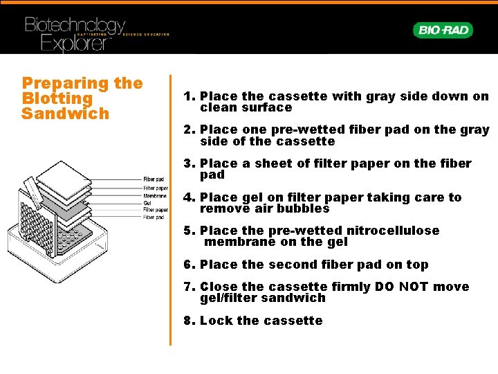 Preparing the Blotting Sandwich 1. Place the cassette with gray side down on clean