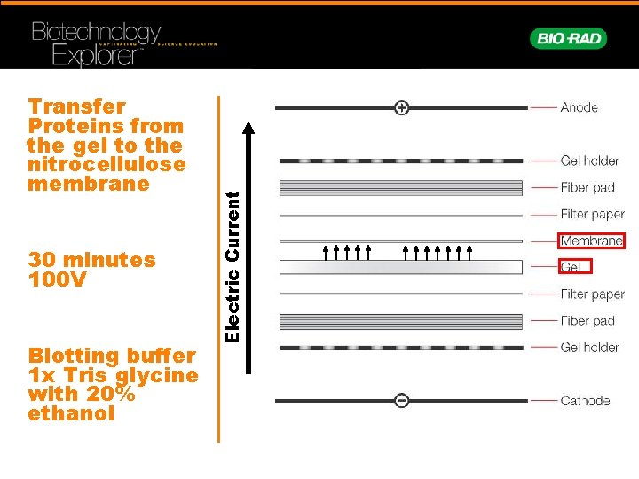 30 minutes 100 V Blotting buffer 1 x Tris glycine with 20% ethanol Electric