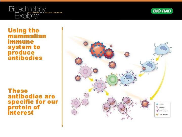 Using the mammalian immune system to produce antibodies These antibodies are specific for our