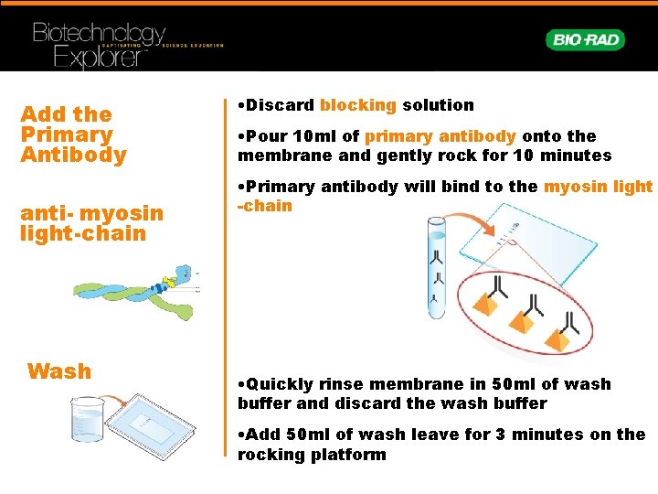Add the Primary Antibody anti- myosin light-chain Wash • Discard blocking solution • Pour