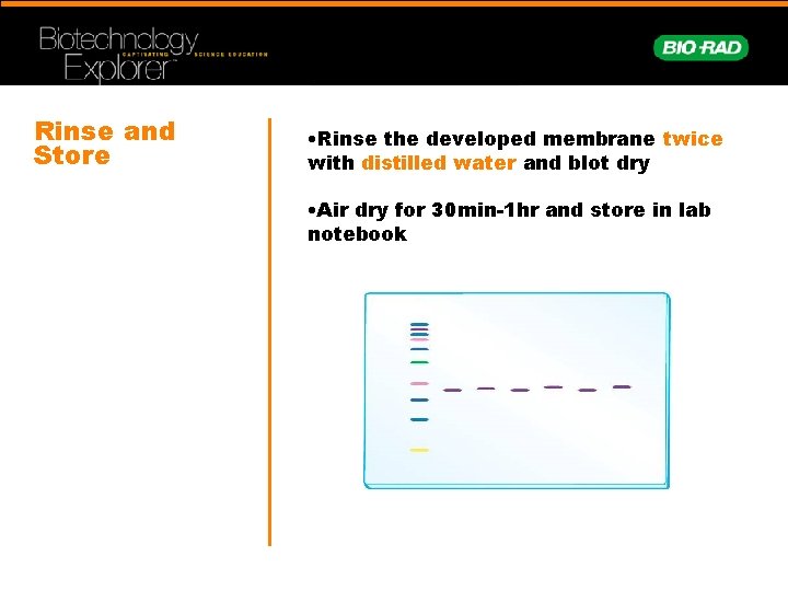 Rinse and Store • Rinse the developed membrane twice with distilled water and blot
