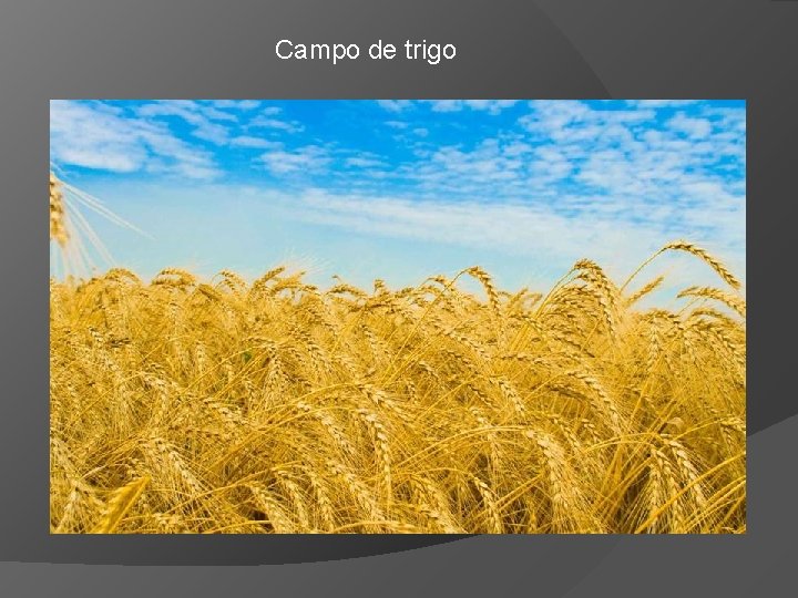 Campo de trigo 