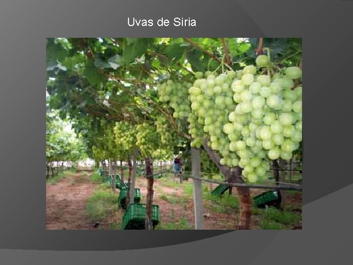Uvas de Siria 