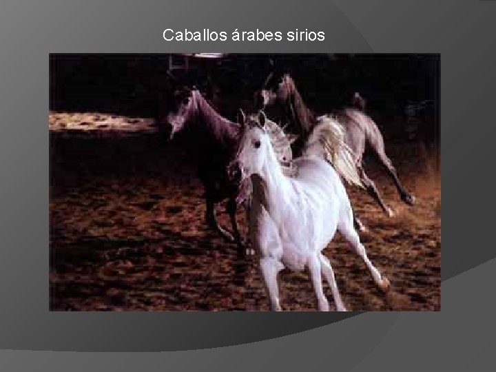 Caballos árabes sirios 