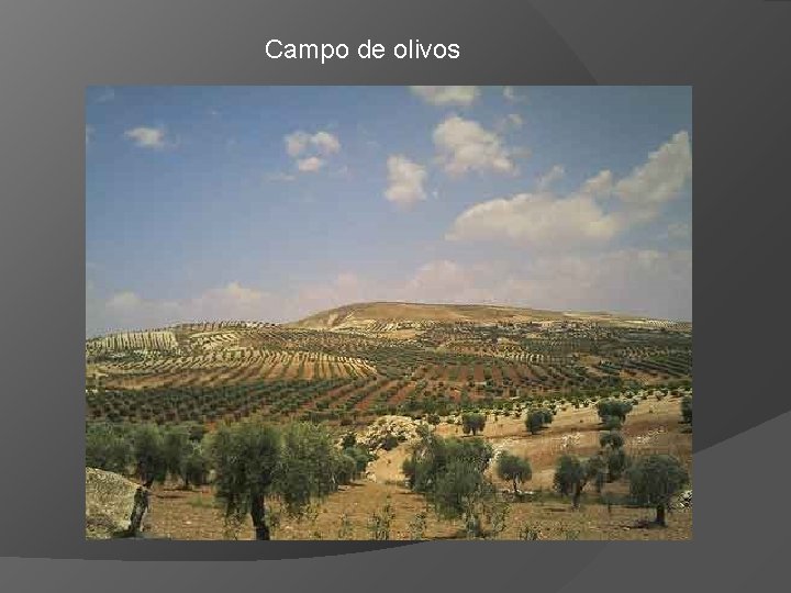 Campo de olivos 