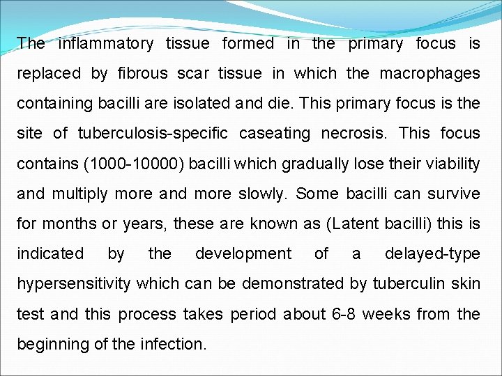 The inflammatory tissue formed in the primary focus is replaced by fibrous scar tissue