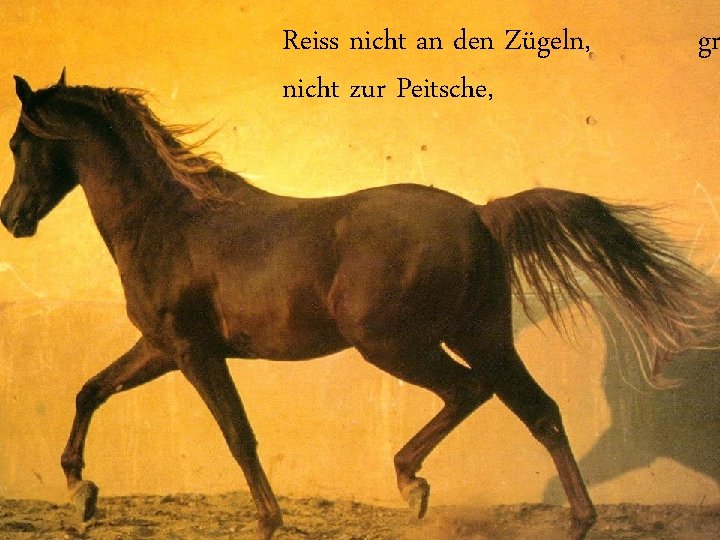 Reiss nicht an den Zügeln, nicht zur Peitsche, gr 