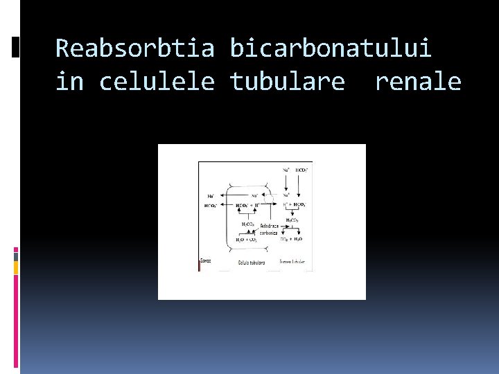 Reabsorbtia bicarbonatului in celulele tubulare renale 