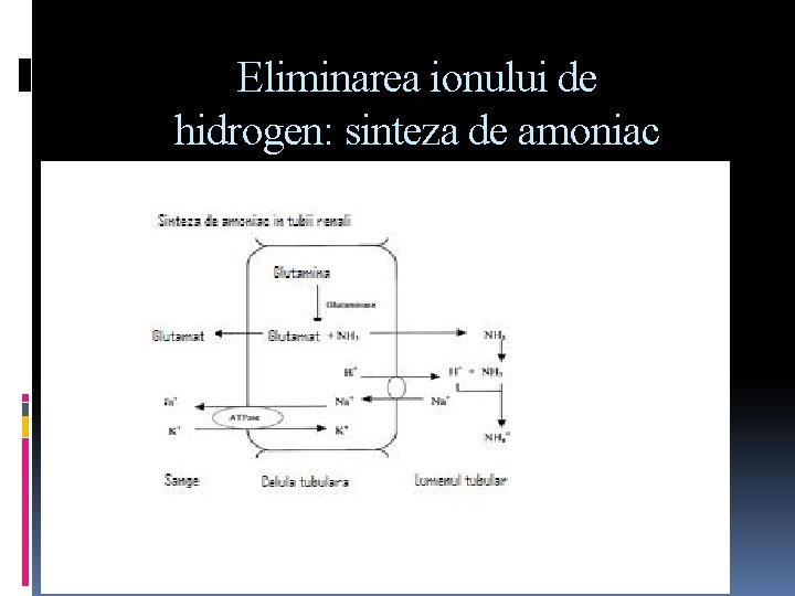 Eliminarea ionului de hidrogen: sinteza de amoniac 