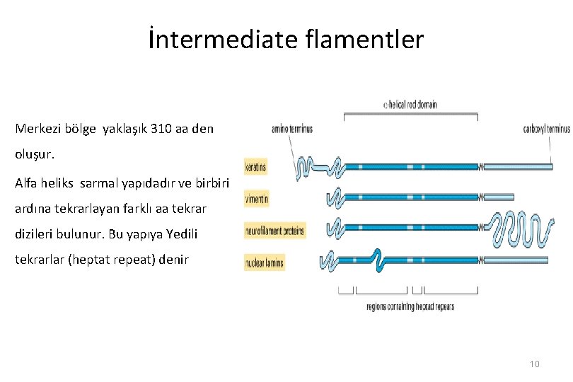 İntermediate flamentler Merkezi bölge yaklaşık 310 aa den oluşur. Alfa heliks sarmal yapıdadır ve