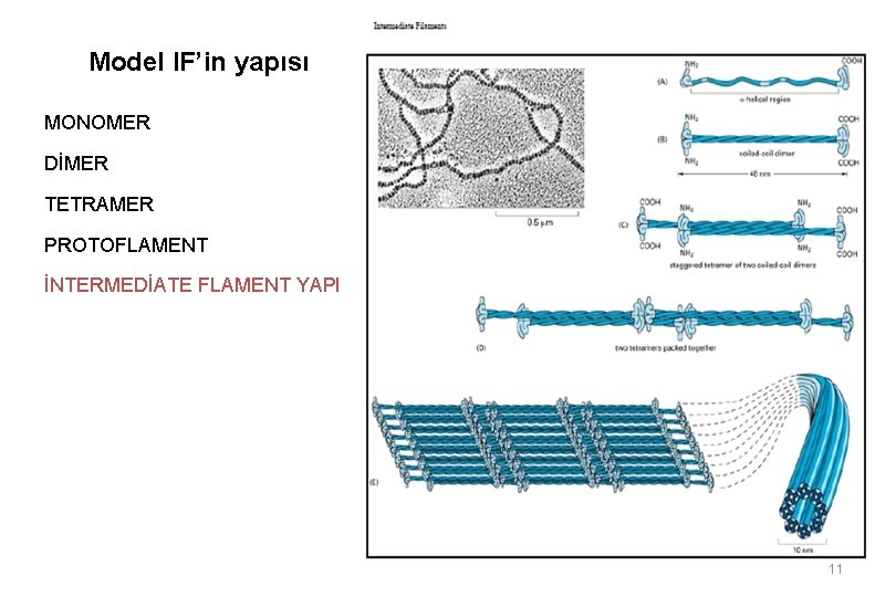 Model IF’in yapısı MONOMER DİMER TETRAMER PROTOFLAMENT İNTERMEDİATE FLAMENT YAPI 11 
