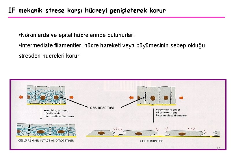 IF mekanik strese karşı hücreyi genişleterek korur • Nöronlarda ve epitel hücrelerinde bulunurlar. •