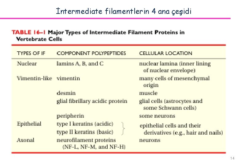 İntermediate filamentlerin 4 ana çeşidi 14 