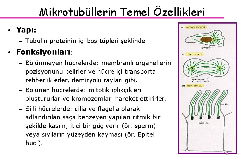 Mikrotubüllerin Temel Özellikleri • Yapı: – Tubulin proteinin içi boş tüpleri şeklinde • Fonksiyonları: