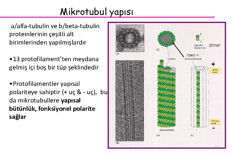 Mikrotubul yapısı a/alfa-tubulin ve b/beta-tubulin proteinlerinin çeşitli alt birimlerinden yapılmışlardır • 13 protofilament’ten meydana