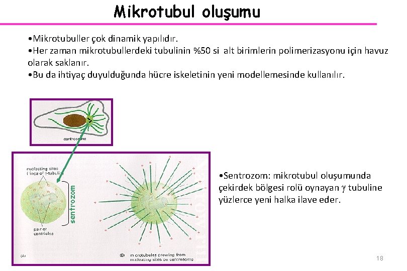 Mikrotubul oluşumu sentrozom • Mikrotubuller çok dinamik yapılıdır. • Her zaman mikrotubullerdeki tubulinin %50