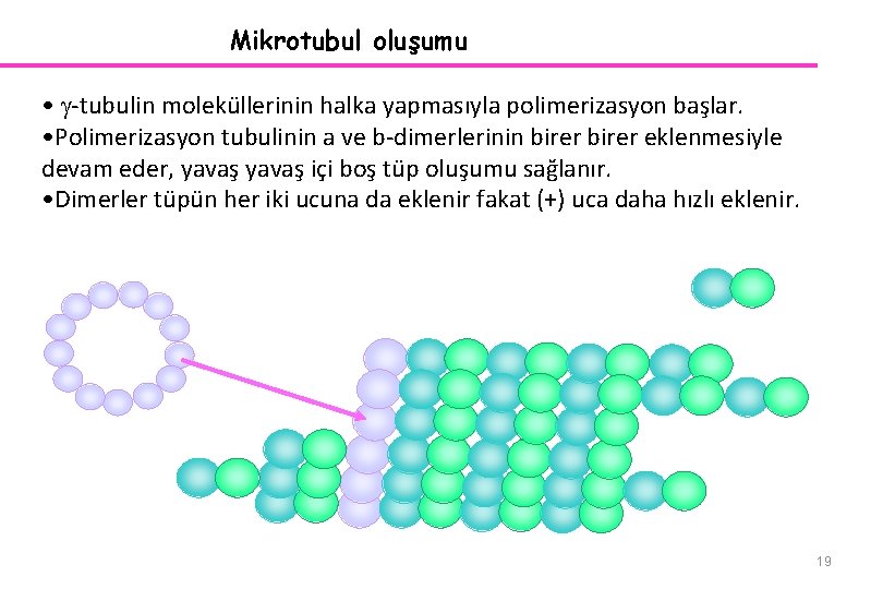 Mikrotubul oluşumu • -tubulin moleküllerinin halka yapmasıyla polimerizasyon başlar. • Polimerizasyon tubulinin a ve