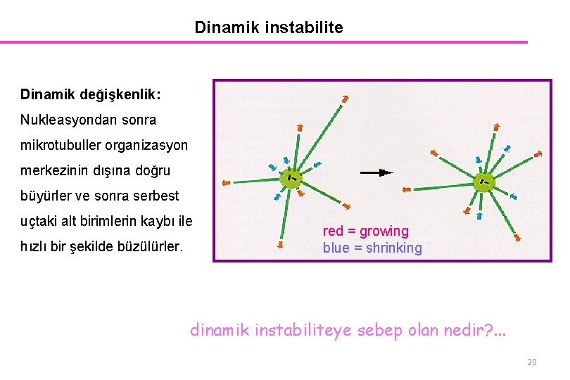Dinamik instabilite Dinamik değişkenlik: Nukleasyondan sonra mikrotubuller organizasyon merkezinin dışına doğru büyürler ve sonra