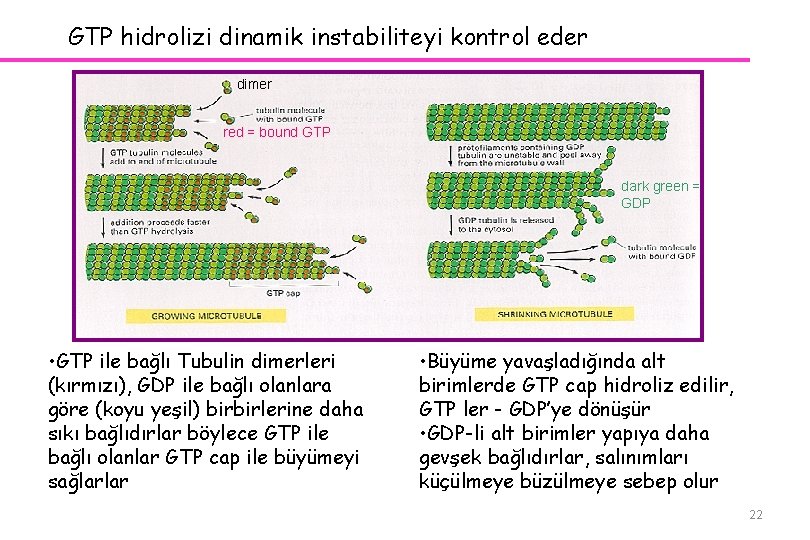 GTP hidrolizi dinamik instabiliteyi kontrol eder dimer red = bound GTP dark green =