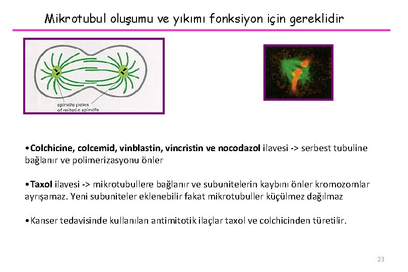 Mikrotubul oluşumu ve yıkımı fonksiyon için gereklidir Örnek: bölünen bir hücrede mitotik iplikler •