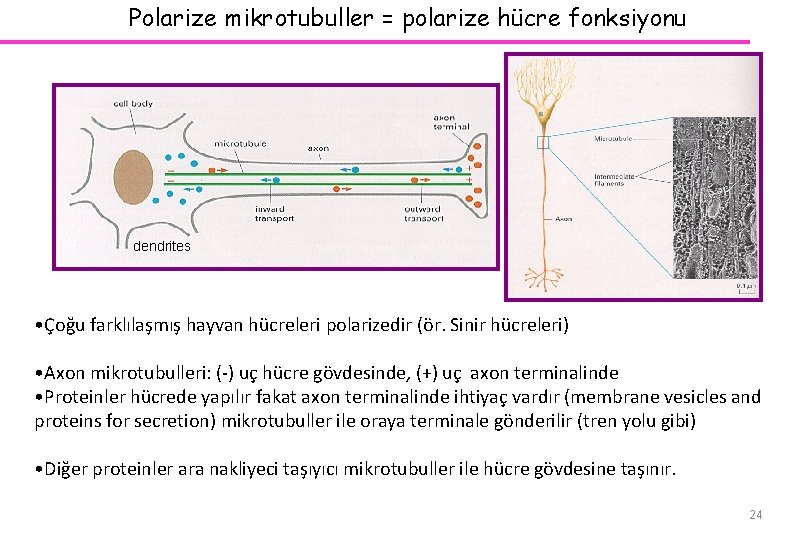 Polarize mikrotubuller = polarize hücre fonksiyonu dendrites • Çoğu farklılaşmış hayvan hücreleri polarizedir (ör.