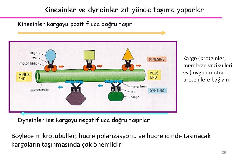 Kinesinler ve dyneinler zıt yönde taşıma yaparlar Kinesinler kargoyu pozitif uca doğru taşır Kargo