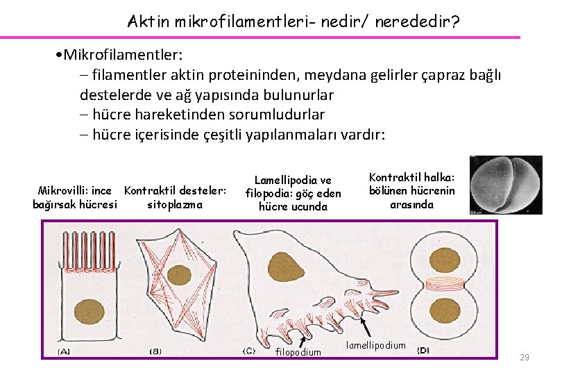 Aktin mikrofilamentleri- nedir/ nerededir? • Mikrofilamentler: – filamentler aktin proteininden, meydana gelirler çapraz bağlı